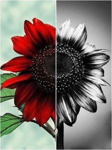 1455859_1689660867928984_6844793731457583184_n