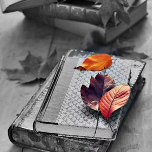 12043154_1711854232376314_252881415514885982_n