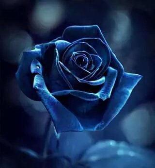 12004677_1707681972793540_2064914098730204275_n