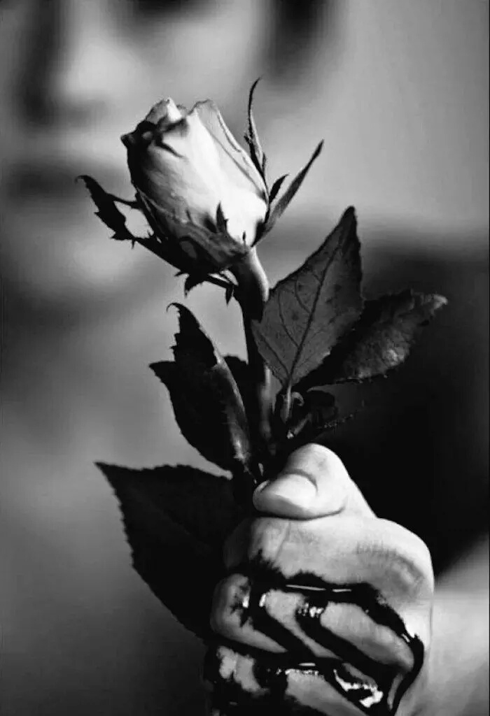 11999237_1708170032744734_1163076651_o